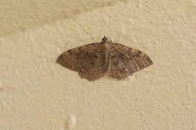 Attēlu rezultāti vaicājumam “Hydria cervinalis”