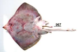 Image result for Raja polystigma