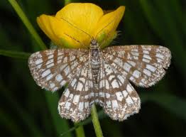 Attēlu rezultāti vaicājumam “Chiasmia clathrata”