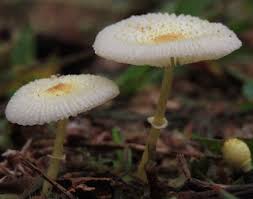 Attēlu rezultāti vaicājumam “Ceratiomyxa morchella young”