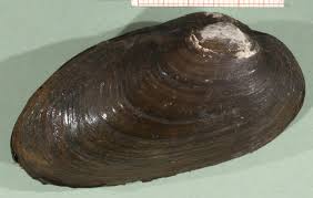 Attēlu rezultāti vaicājumam “Unio crassus”