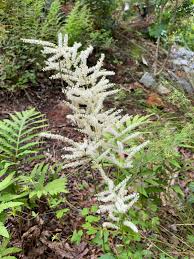 Image result for Aruncus dioicus