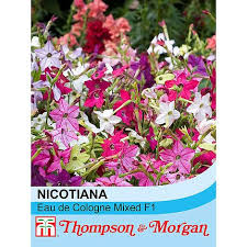 Image result for Nicotiana x sanderae `Perfume`F1