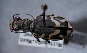 Attēlu rezultāti vaicājumam “Cicindela maritima”