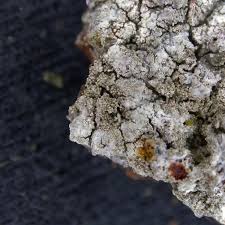 Attēlu rezultāti vaicājumam “Pertusaria coccodes”