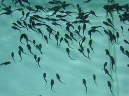 Image result for Acipenser transmontanus