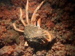 Image result for Maja brachydactyla