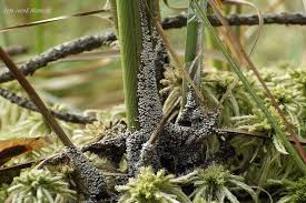 Attēlu rezultāti vaicājumam “Badhamia lilacina spores”