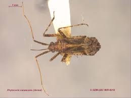 Attēlu rezultāti vaicājumam “Phytocoris tiliae imago”