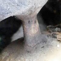 Attēlu rezultāti vaicājumam “Geastrum pectinatum”