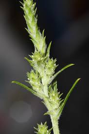 Attēlu rezultāti vaicājumam “Corispermum hyssopifolium”