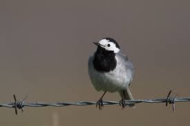 Attēlu rezultāti vaicājumam “Motacilla alba adult”