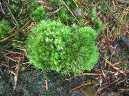 Attēlu rezultāti vaicājumam “Leucobryum juniperoideum”