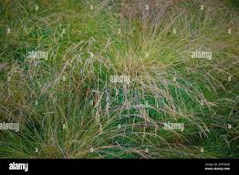Attēlu rezultāti vaicājumam “Festuca altissima flower”