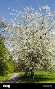 Attēlu rezultāti vaicājumam “Prunus avium flower”