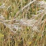 Attēlu rezultāti vaicājumam “Anisantha tectorum fruit”