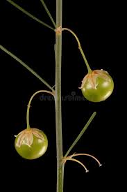 Attēlu rezultāti vaicājumam “Asparagus officinalis fruit”
