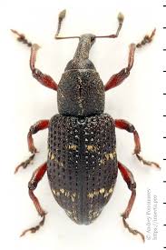 Attēlu rezultāti vaicājumam “Hylobius pinastri”