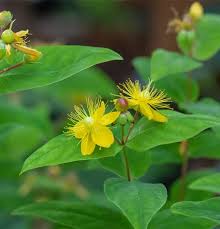 Image result for Johanniskraut