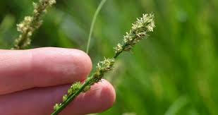 Attēlu rezultāti vaicājumam “Carex arenaria  fruit”