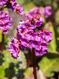 Image result for Bergenie