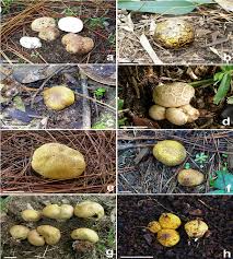 Attēlu rezultāti vaicājumam “Boletales”