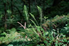 Attēlu rezultāti vaicājumam “Blechnum spicant”