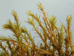 Attēlu rezultāti vaicājumam “Didymodon tophaceus”