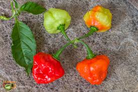 Afbeeldingsresultaat voor aji dulce sweet pepper