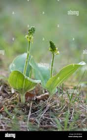 Attēlu rezultāti vaicājumam “Listera ovata bud”