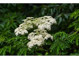 Attēlu rezultāti vaicājumam “Sambucus nigra”