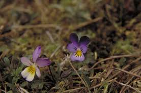 Attēlu rezultāti vaicājumam “Viola tricolor subsp. curtisii bud”