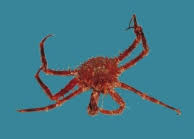 Image result for Lithodes maja