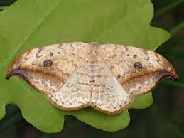 Attēlu rezultāti vaicājumam “Drepana falcataria”