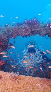 Image result for Harlow Sub-Aqua Club