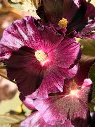 Attēlu rezultāti vaicājumam “Alcea rosea bud”