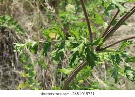 Attēlu rezultāti vaicājumam “Libanotis montana leaf”