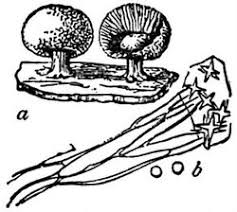 Attēlu rezultāti vaicājumam “Amaurochaete atra spores”