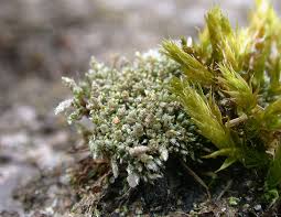 Attēlu rezultāti vaicājumam “Bryum argenteum”