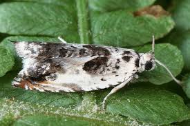 Attēlu rezultāti vaicājumam “Ancylis laetana”