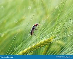 Attēlu rezultāti vaicājumam “Cucujidae”