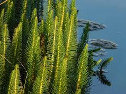 Attēlu rezultāti vaicājumam “Hippuridaceae”