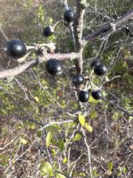 Attēlu rezultāti vaicājumam “Lycogala botrydium sessile”