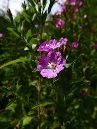 Image result for Epilobium hirsutum