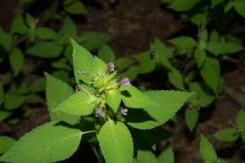 Attēlu rezultāti vaicājumam “Galeopsis tetrahit”