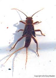 Attēlu rezultāti vaicājumam “Plecoptera”