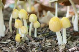 Attēlu rezultāti vaicājumam “Bolbitius vitellinus”