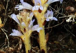 Attēlu rezultāti vaicājumam “Orobanchaceae”