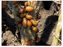Attēlu rezultāti vaicājumam “Leptinotarsa decemlineata”