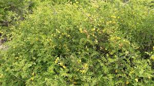 Image result for Colutea x media (arborescens x orientalis)